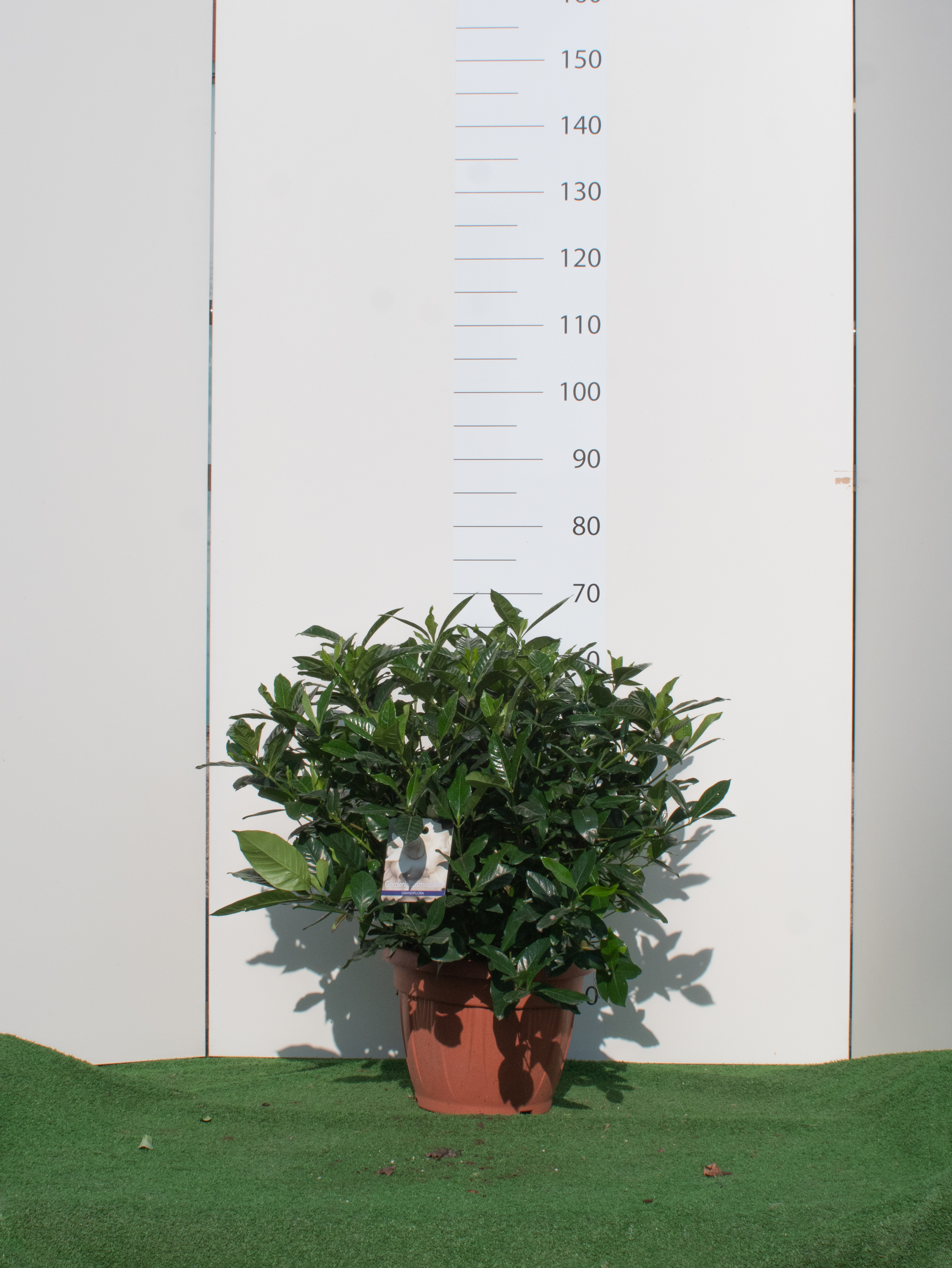 Gardenia Grandiflora v.30
